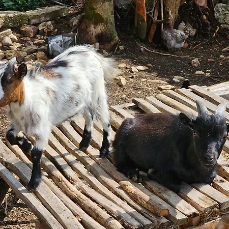 بيت للعطل Domaine De L'agneau Vouzan
